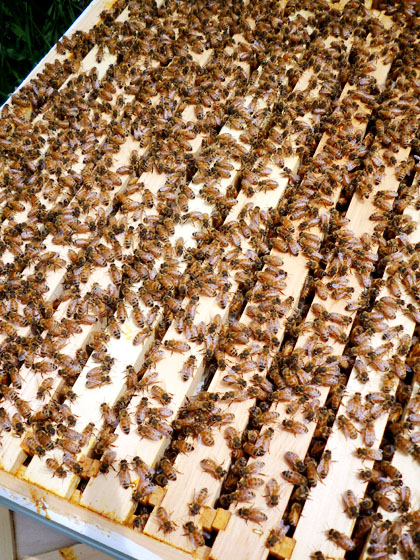 honeymakers
