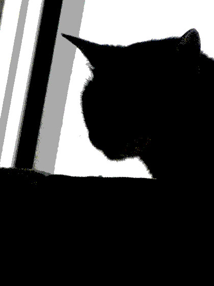 starkcat