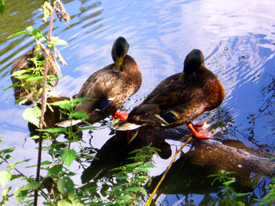 ducks2 (foto by Lady)