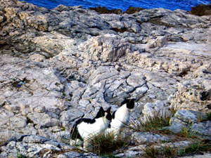 catsonbeach.jpg