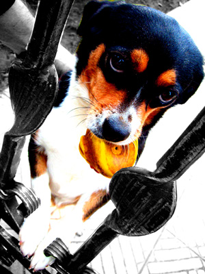 nellie.jpg
