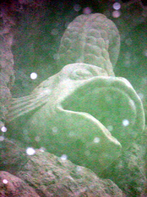 fishreflection.jpg