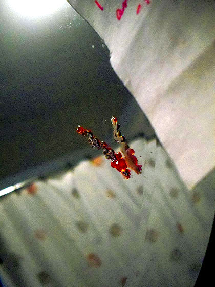 2bindi